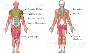 Push Up Press Up muscles worked out used