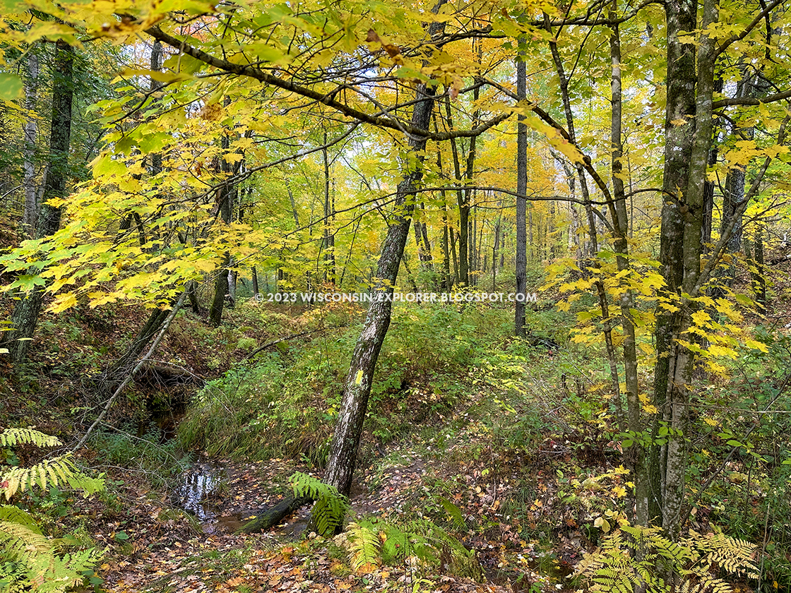 small creek in gully below yellow leaves of autumn trees