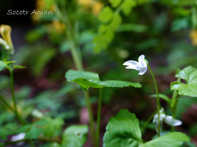 Viola verecunda