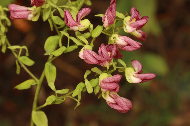 Dalbergia stipulacea