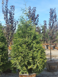 Thuja standishii x plicata