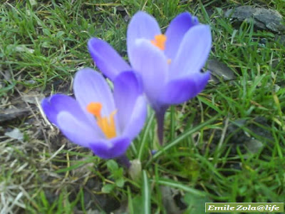 Wildflowers of switzerland