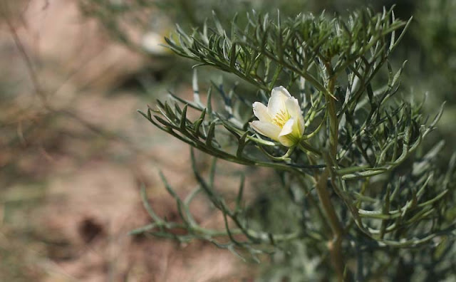 Peganum Harmala Flowers Pictures