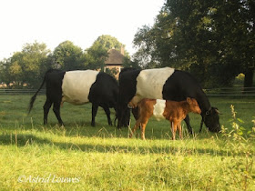 Lakenvelder koeien met kalf