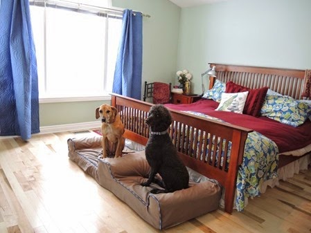 20141216_135043-dog-bed
