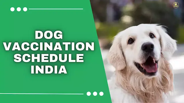 dog vaccination schedule,dog vaccination schedule india,vaccination schedule for dogs,dog rabies vaccine schedule,dog injection name