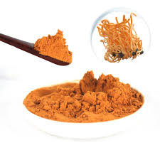 Cordyceps Mushroom Supplier in Bangalore