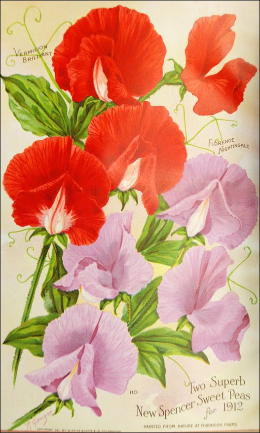 Sweet peas were popular enough in the early twentieth century that 