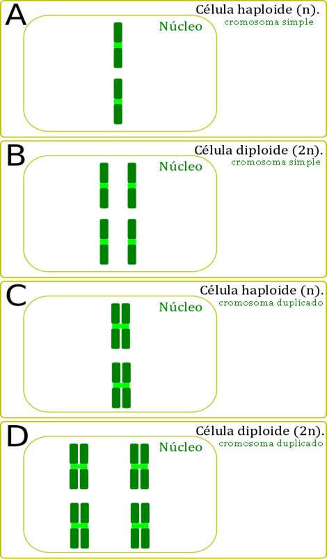 A: Célula haploide con cromosomas de cromátide simple tal como queda una célula después de que termina la mitosis. B: Célula diploide en la misma fase que el ejemplo A. C: Célula haploide con cromosomas de cromátides hermanas tal como se condensan al inicio de la mitosis. D: célula diploide en la misma fase que C. En términos del material genético A solo tiene una copia de cada gen, B, tiene dos copias de cada gen, C tiene dos copias de cada gen y D tiene cuatro copias de cada gen.