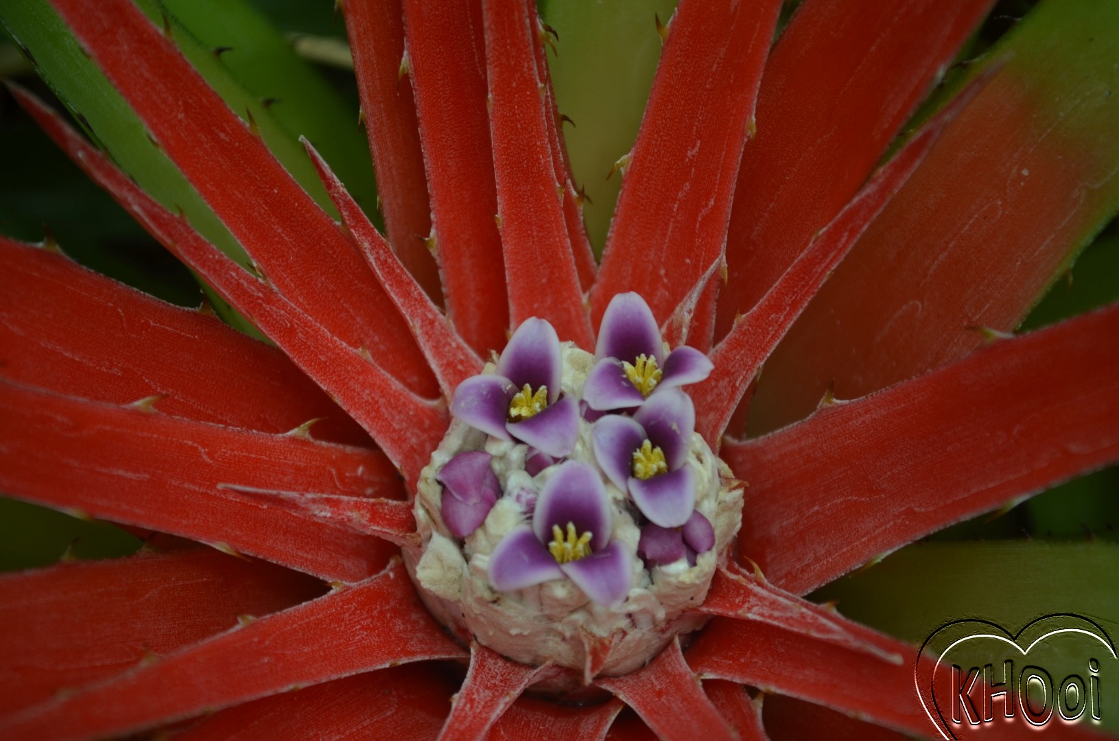 花卉库 矮红心凤梨