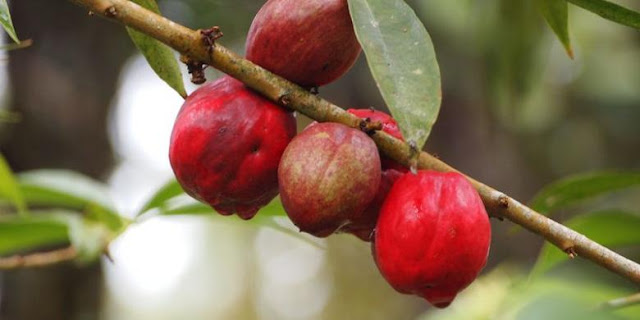 Manfaat Buah Matoa Untuk Asam Urat 