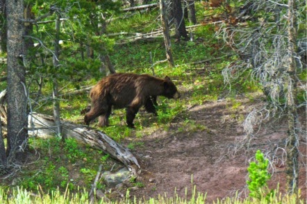 BearSighting-4-2014-07-30-21-17.jpg