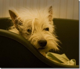Tilly Thinks About Filling In all Those Forms 