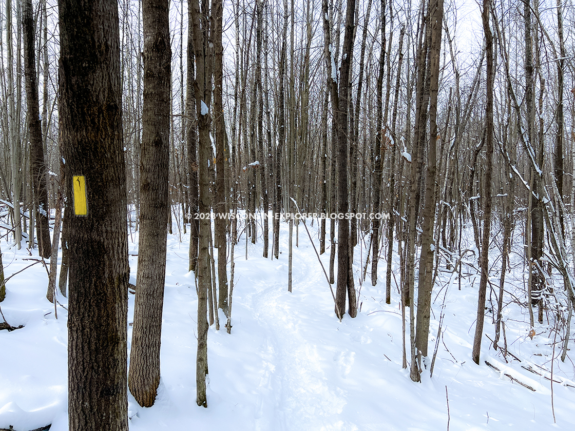 snow covered forest and trail