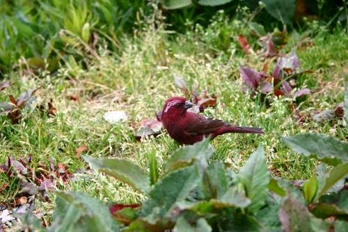 IMG_1019.JPG