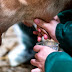 Is Raw Milk Better for You? What About Goat Milk?