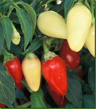 Pimenta Cascabella