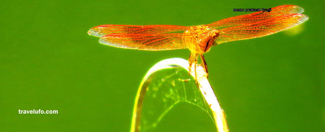 insect sanjay van delhi