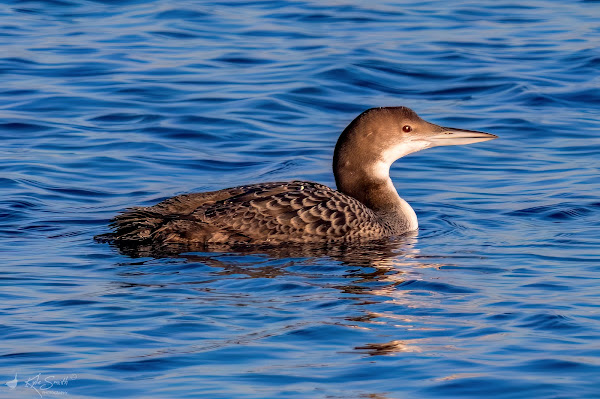Great-northern diver