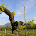 Vineyard Hopping - Cesinali (Av) - Cantina Del Barone