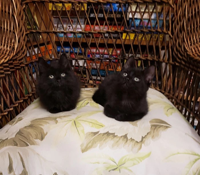 Canadian Bookstore Is Full Of Cute Little Kittens That Customers Can Adopt