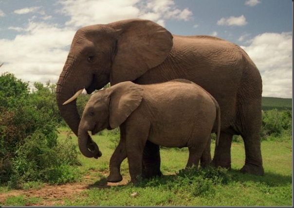 Lindas imagens da africa