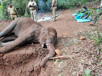 pregnant-elephant-death