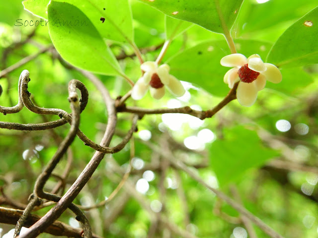 Kadsura japonica