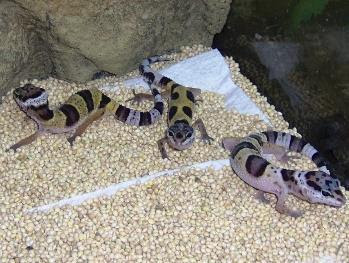 Baby Leopard Geckos