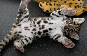 Clouded Leopard