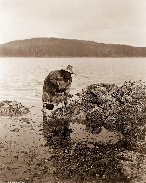 Собиратель квакиутлей охотится на морских ушек в Вашингтоне, 1910 год.