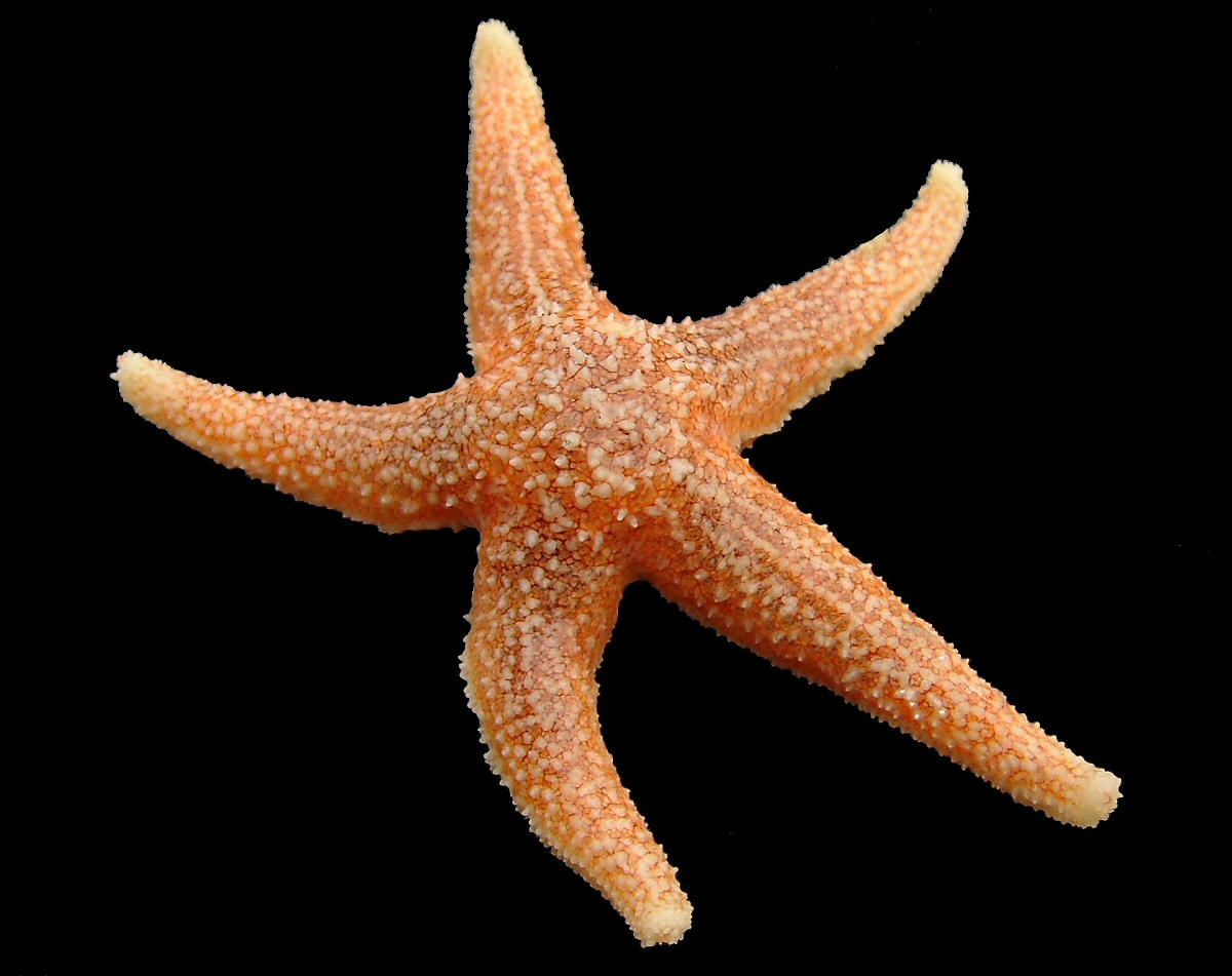 7 Jenis  Jenis Bintang Laut  dan Karakter Unik Kehidupannya