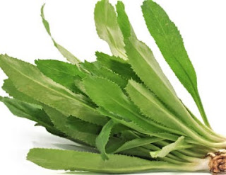 Culantro can be harvested for its leaves when the plant is about 8-12 inches tall.