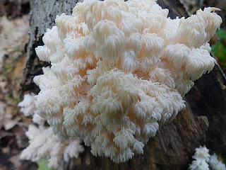 Hydne d'Amérique - Hericium americanum