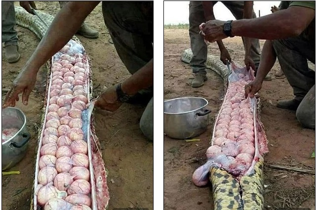 Locals kill gigantic snake, find dozens of eggs in its belly