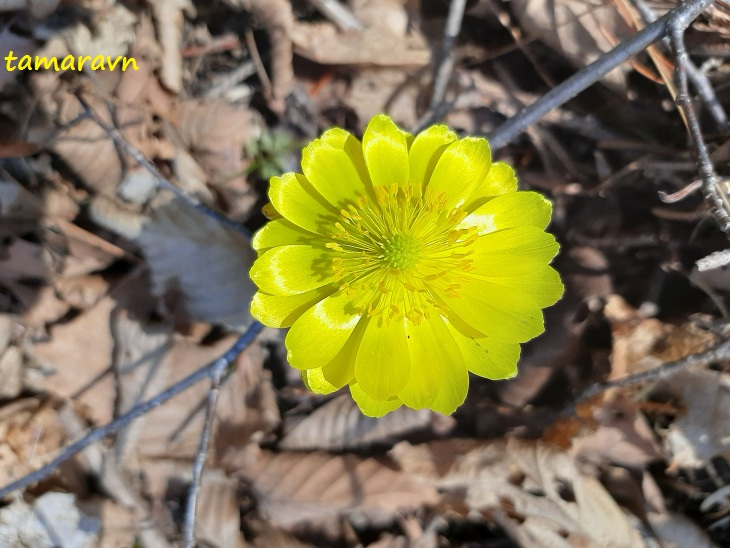 Адонис амурский (Adonis amurensis)