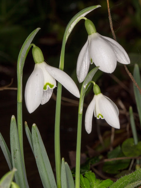 Snowdrops, Galanthus nivalis,  in my back garden in Hayes.