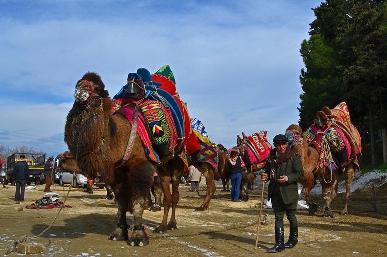 camel-wrestling-3 camel-wrestling-3
