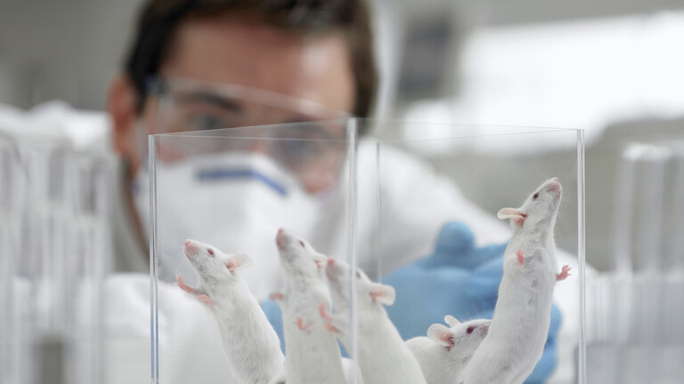 دون بويضة أو نطفة.. نمو أجنة فئران باستخدام خلايا الجلد فقط