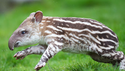 Tapir 