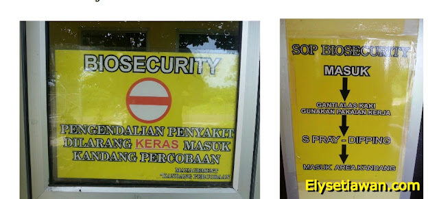 biosecurity kandang ayam kub