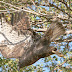 Western Red-tailed Hawk possibly with some Harlan's features