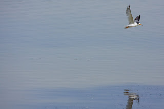 laguna del hondo