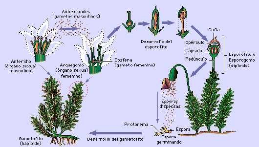 El Mundo De Las Briofitas Ciclo de vida del musgo
