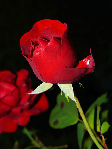 6 Gambar Bunga Mawar Cantik Cocok Untuk Wallpaper Gambar 
