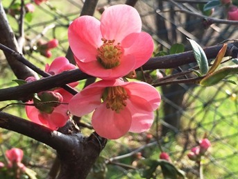 Fiore