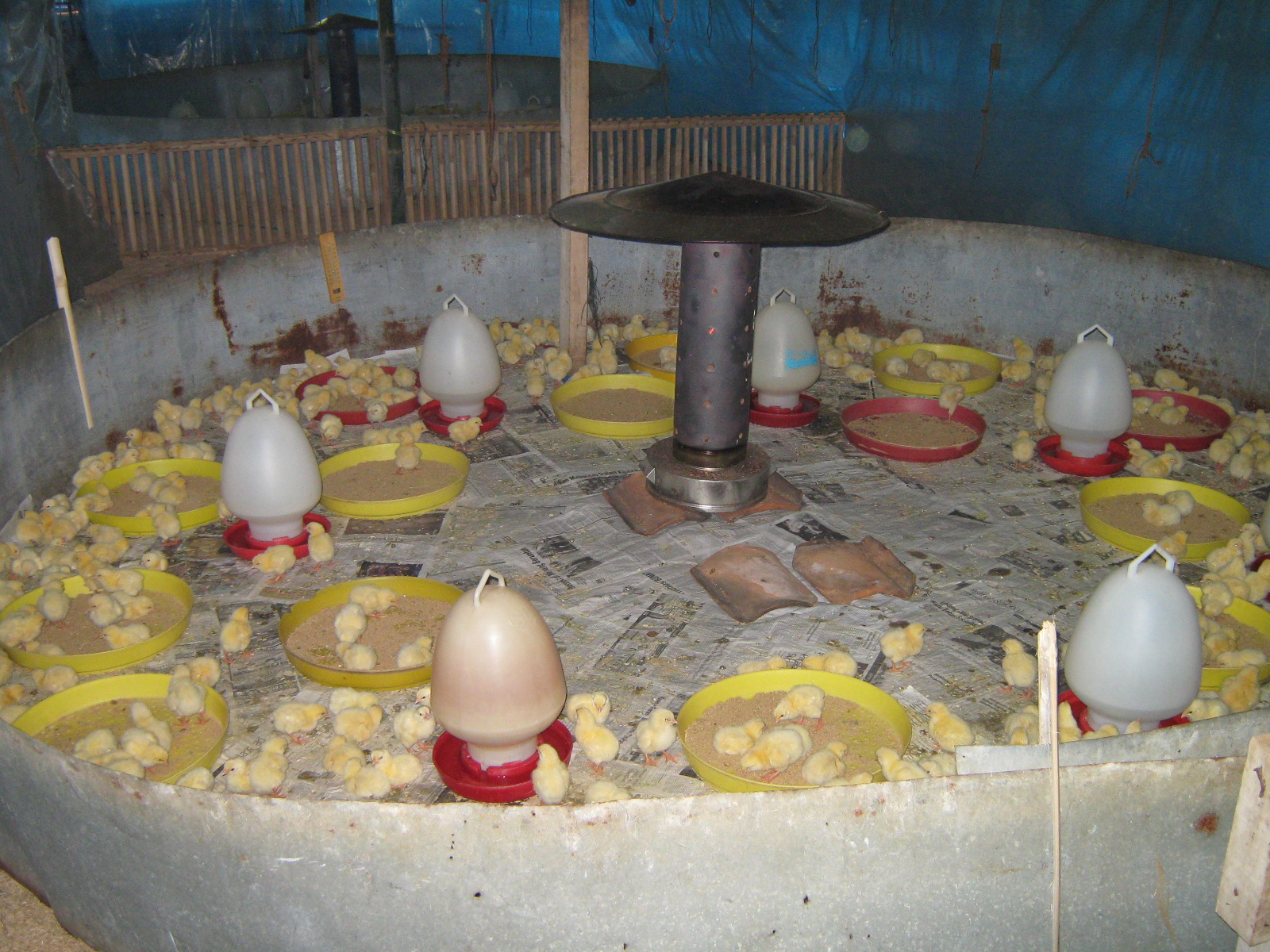Suhu Dan Kelembaban kandang Ayam  Penting Maju Jaya Farm