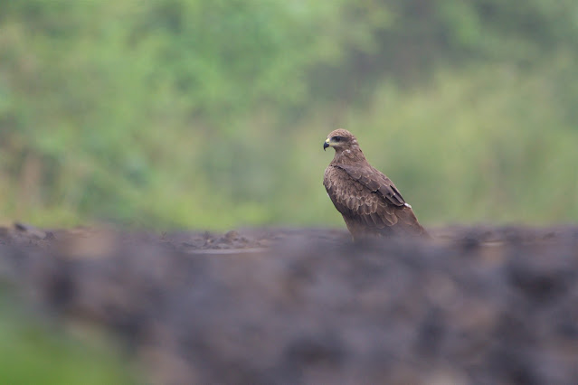 Black Kite काली चील (Milvus migrans)