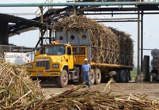 Productores alertan que se pierden 290 mil toneladas de caña de azúcar.