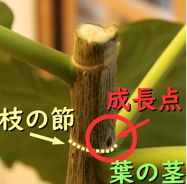 ウンベラータ剪定はどこ 枝分かれするよ ウンベラータブログ ウンベラータ剪定はどこ 枝分かれするよ ウンベラータブログ
